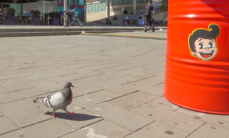 Stadttauben in Düsseldorf