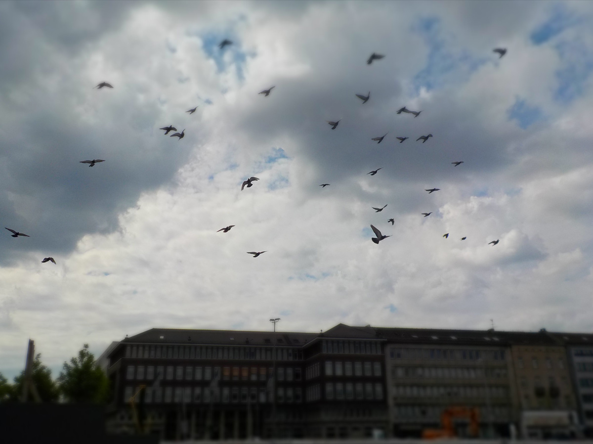 Duisburgs Stadttauben