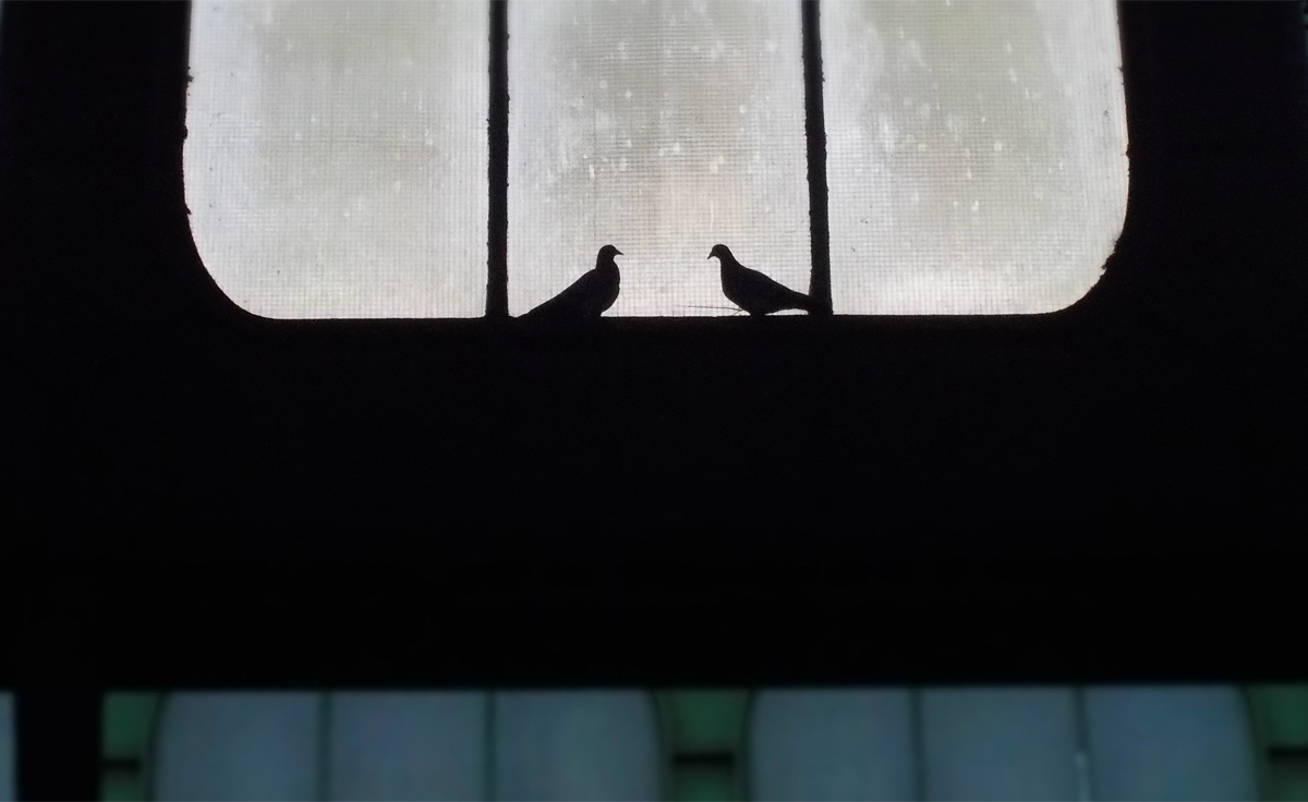 Duisburger Stadttauben