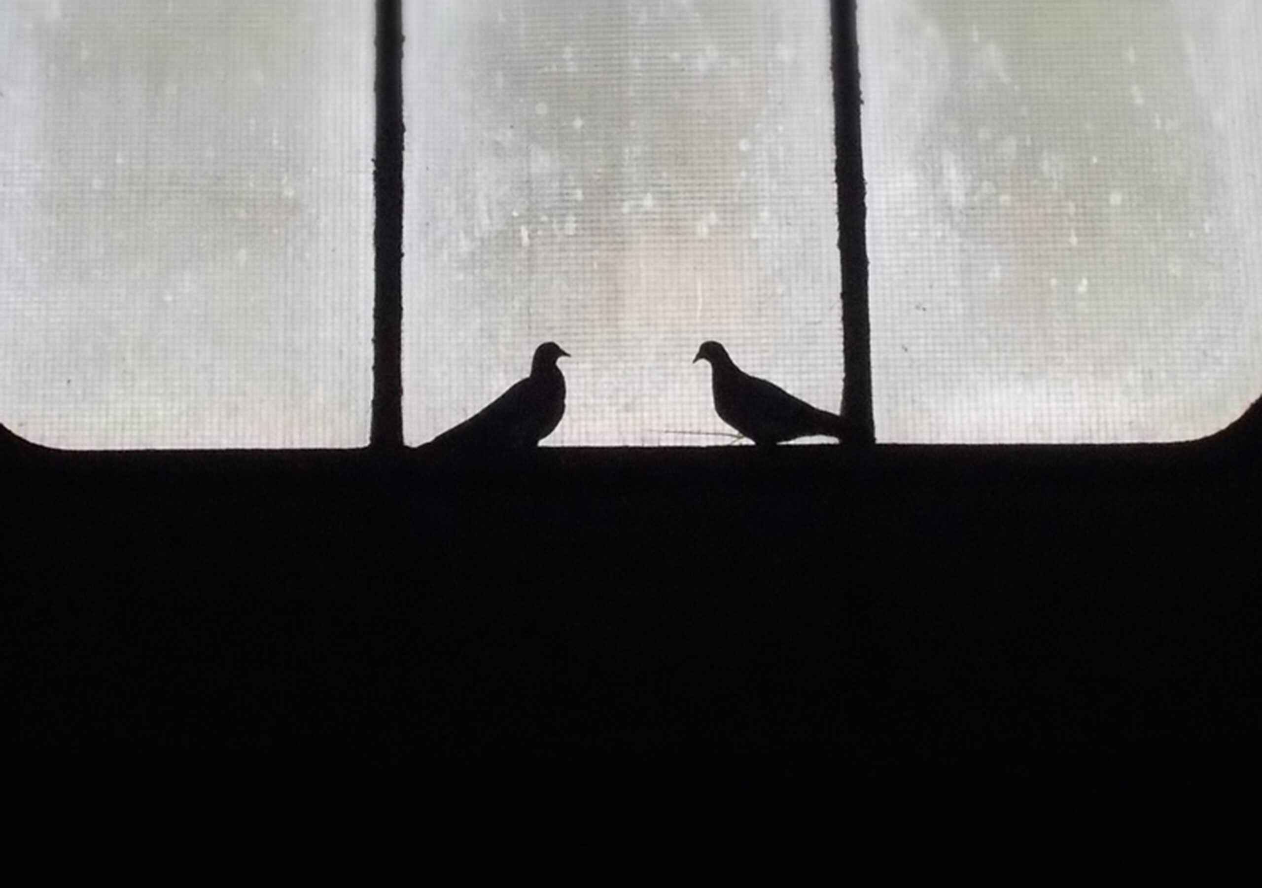 Die Duisburger Stadttauben zum ersten Mal in Düsseldorf zu sehen!