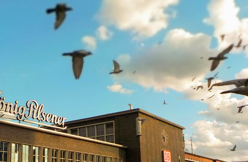 Duisburgs Stadttauben