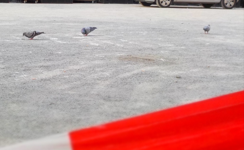 Duisburger Stadttauben bald in Düsseldorf