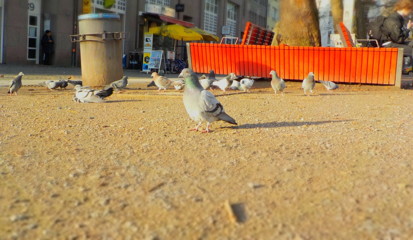 Stadttauben am Oberbilker Markt