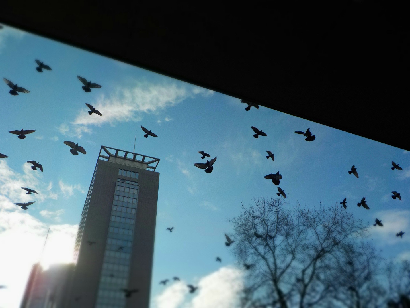 Stadttauben in Essen