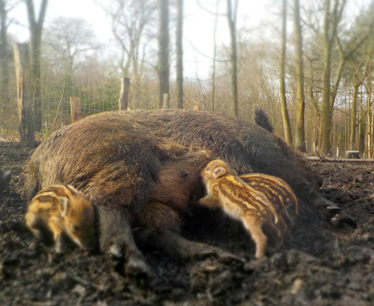 Duisburg hat drei kleine Schweinchen