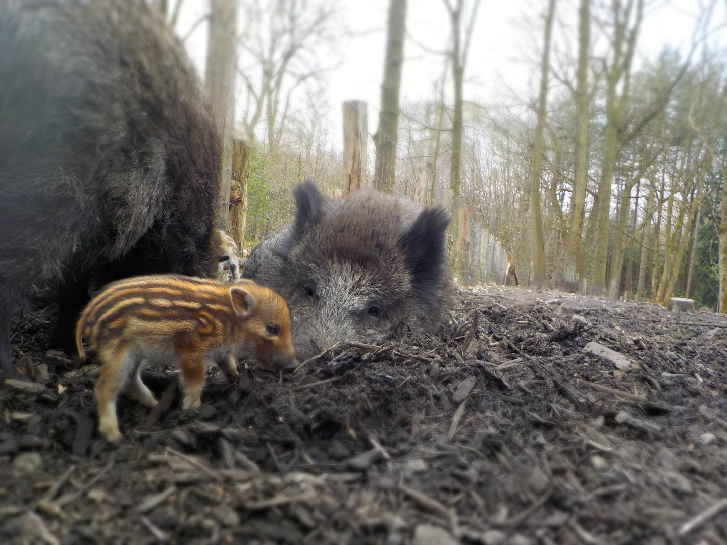 Duisburg hat drei kleine Schweinchen