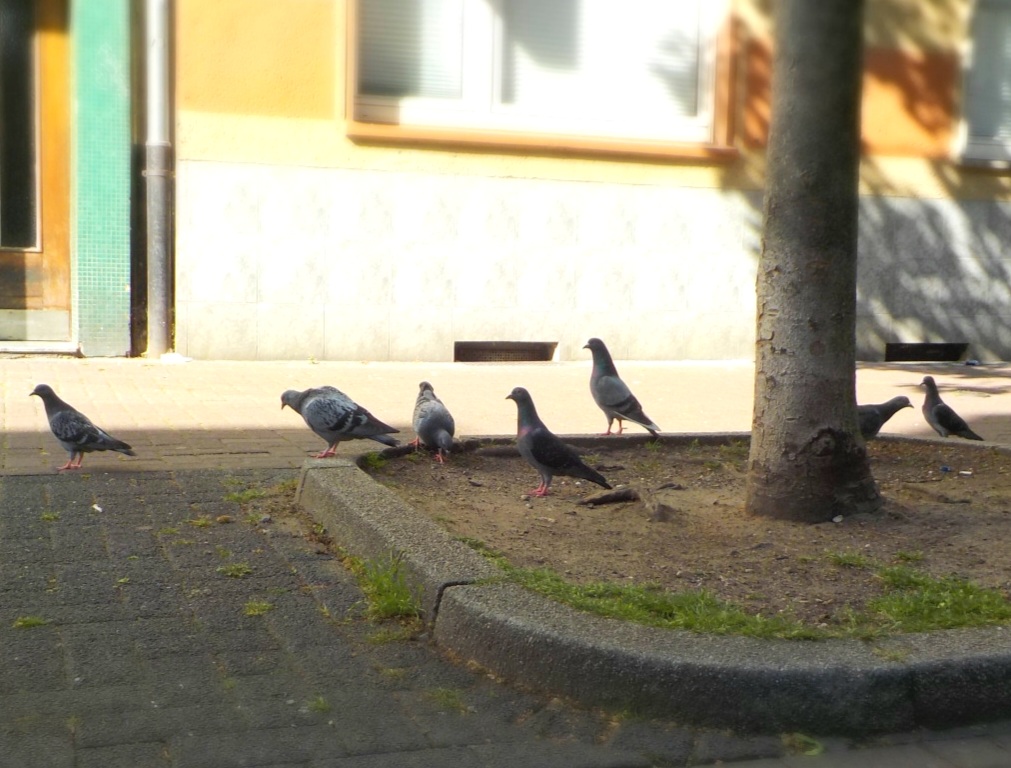 Die Duisburger Stadttauben